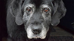 El manejo del dolor en los gatos y perros con cancer