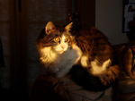 maine_coon